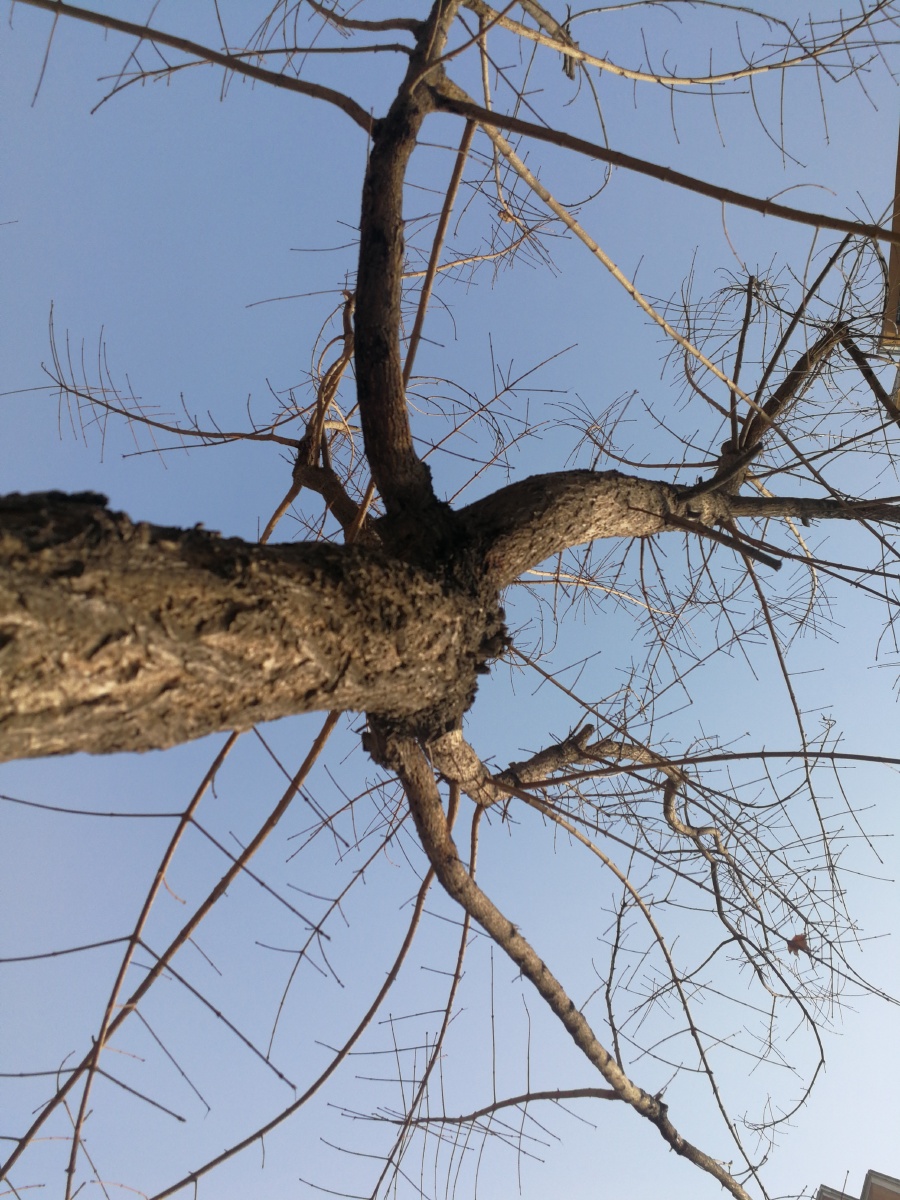 无叶树 - 单眼看世界201709 - 图虫