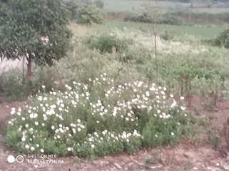3614772