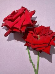 6B9A68C9-4FDF-4FFE-AF99-9B48518640C8/L0/001