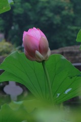 4C5DCD57-03BC-44B2-BBA8-3B9EC37B2F42/L0/001