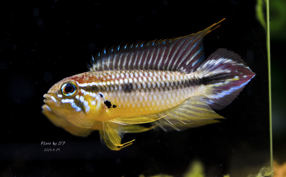 阿卡西 - biubiu他爹爱养鱼 - 图虫网 - 优质摄影师交流社区