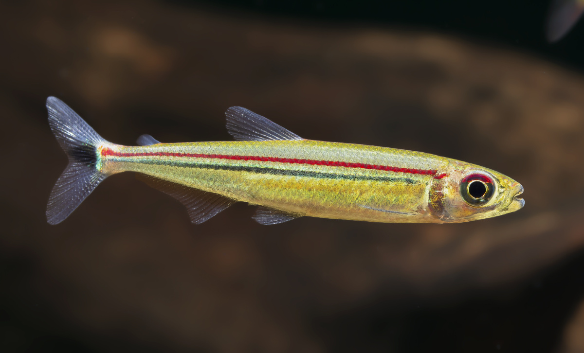 货真价实的彩虹蜻蜓