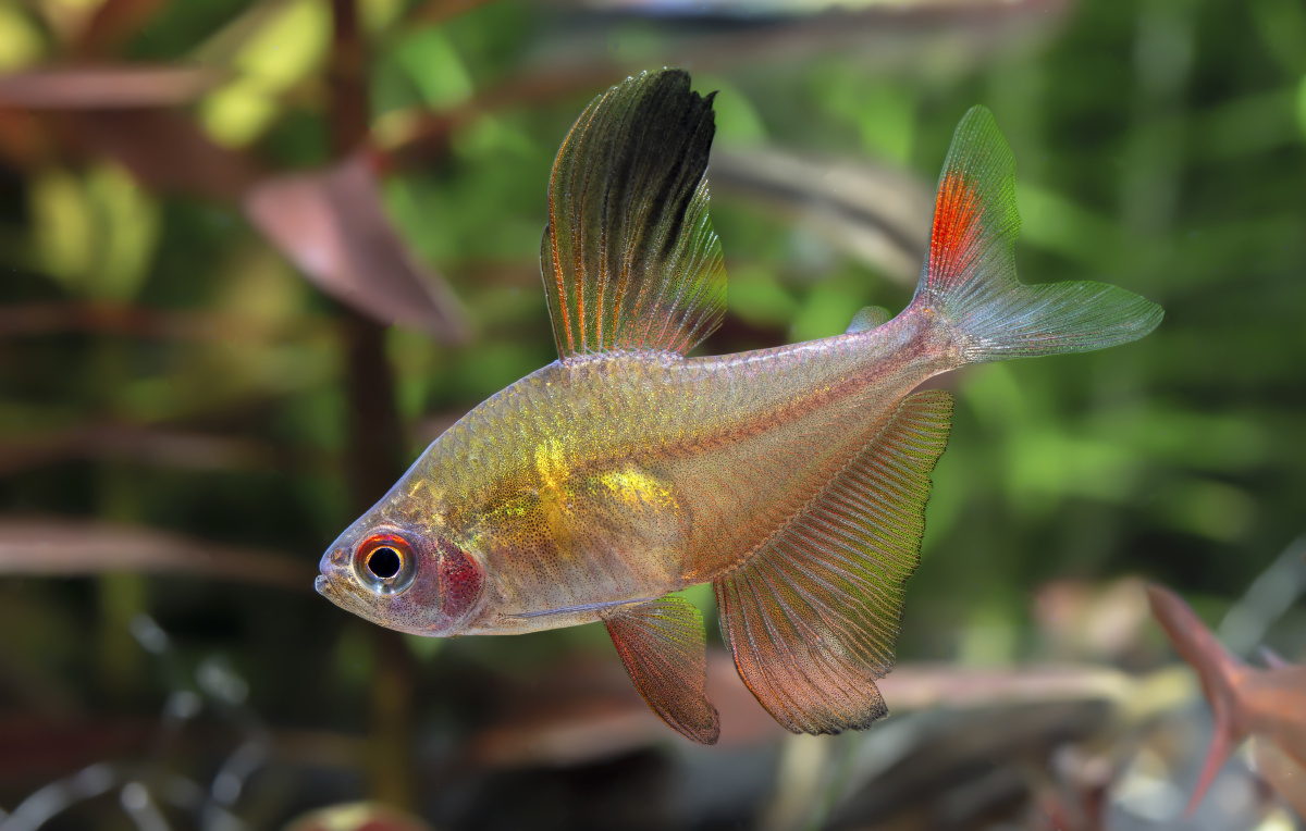 玻璃血心扯旗之王