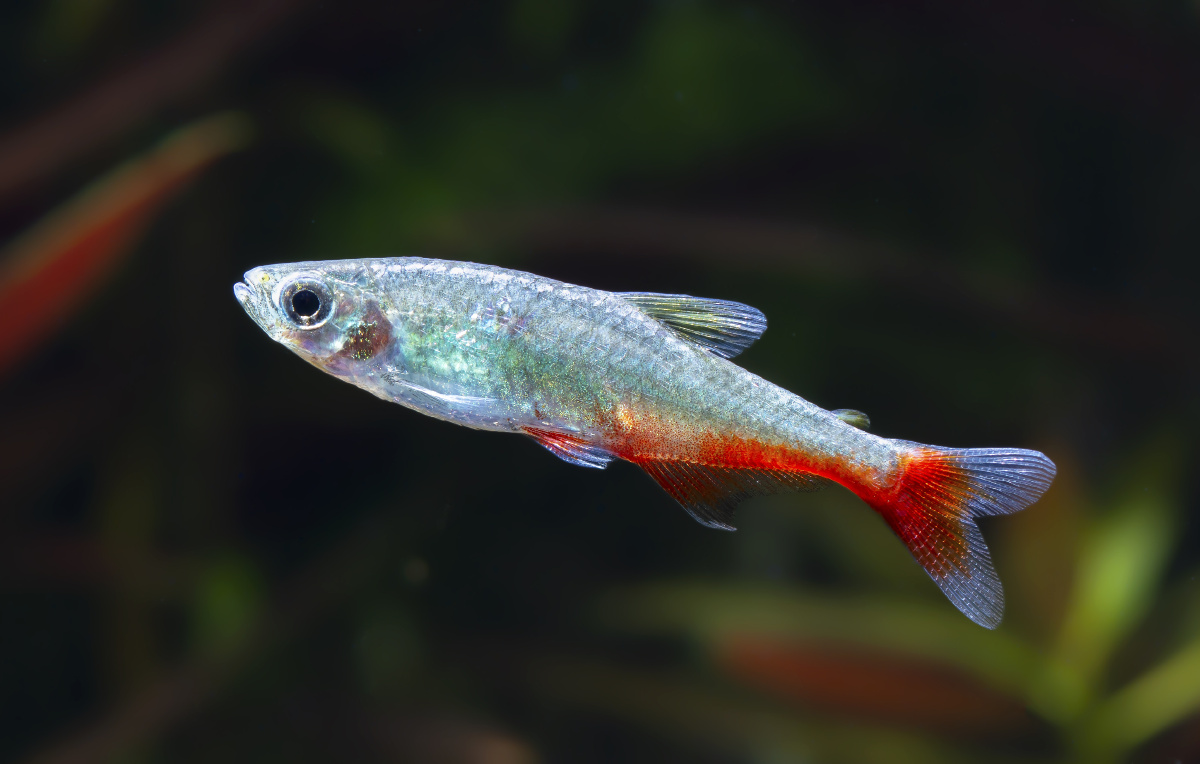 红翅红肚灯,腹部有点掉色了… - biubiu他爹爱养鱼