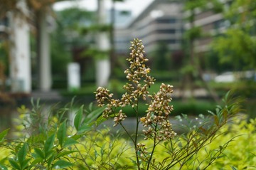 NEX5R20130517006.jpg