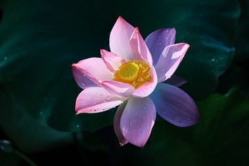 D2D50433-6C7D-4CE0-883B-B68337333480/L0/001
