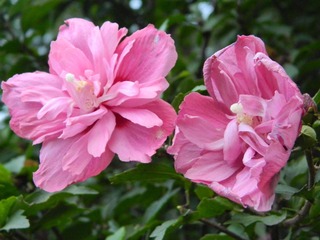 DSCN0739.JPG