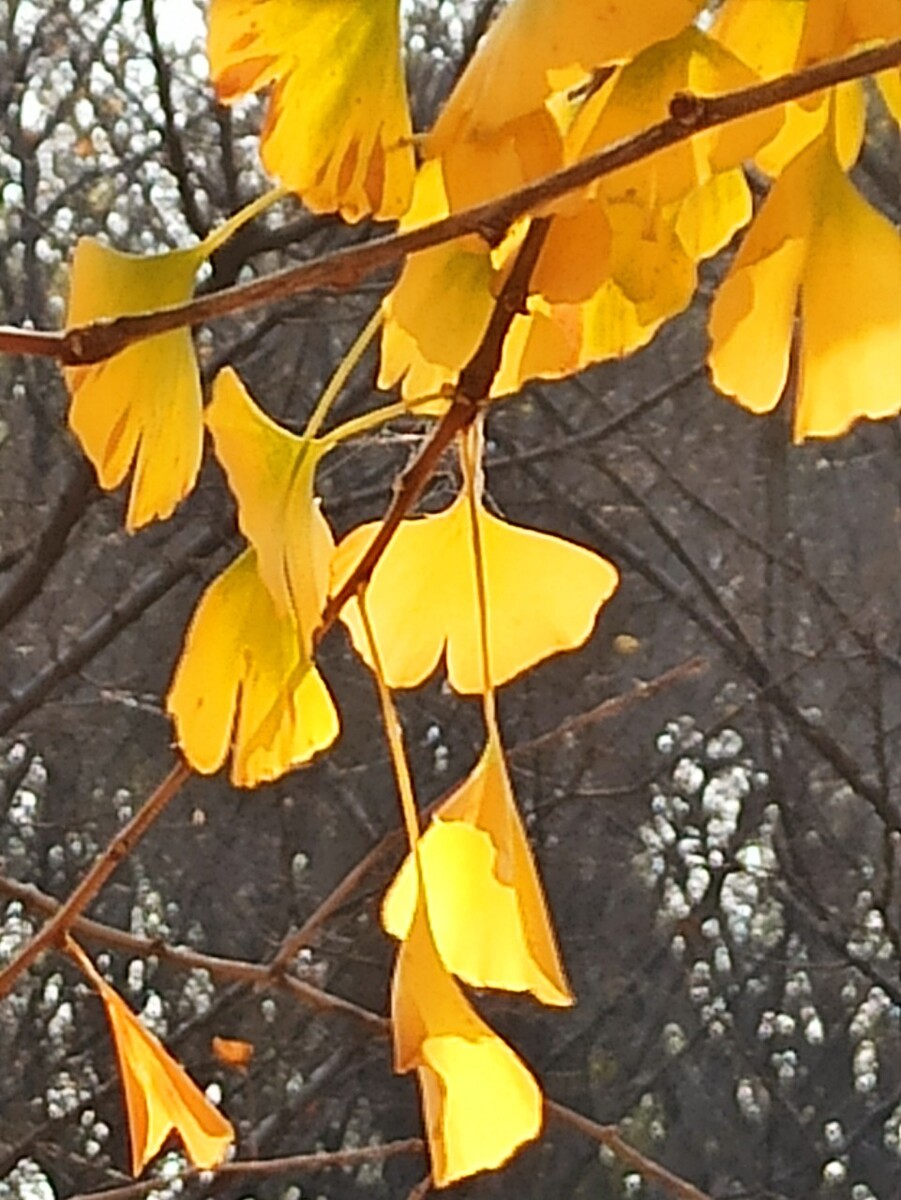 满眼黄色的美