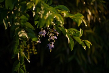 B0925CFC-1B86-46A6-8269-CBE6D1D0D9CA/L0/001
