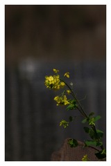 1000042133