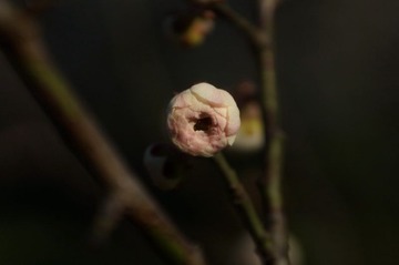 DSC04836.JPG