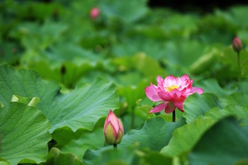 A3B5E133-64F9-47AE-9645-B07703A0CEA2/L0/001