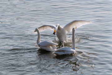 DSC_9000b
