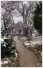 P1070399_梅花山