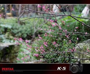 pentax k-5  a*135/1.8