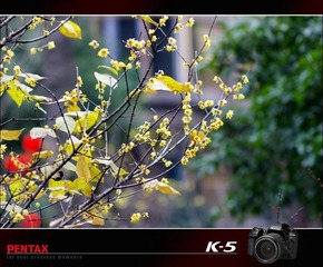 pentax k-5  a*135/1.8