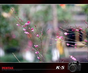pentax k-5  a*135/1.8