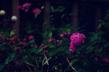 6E7C3F34-B343-46D4-9782-28B74D0A53AB/L0/001