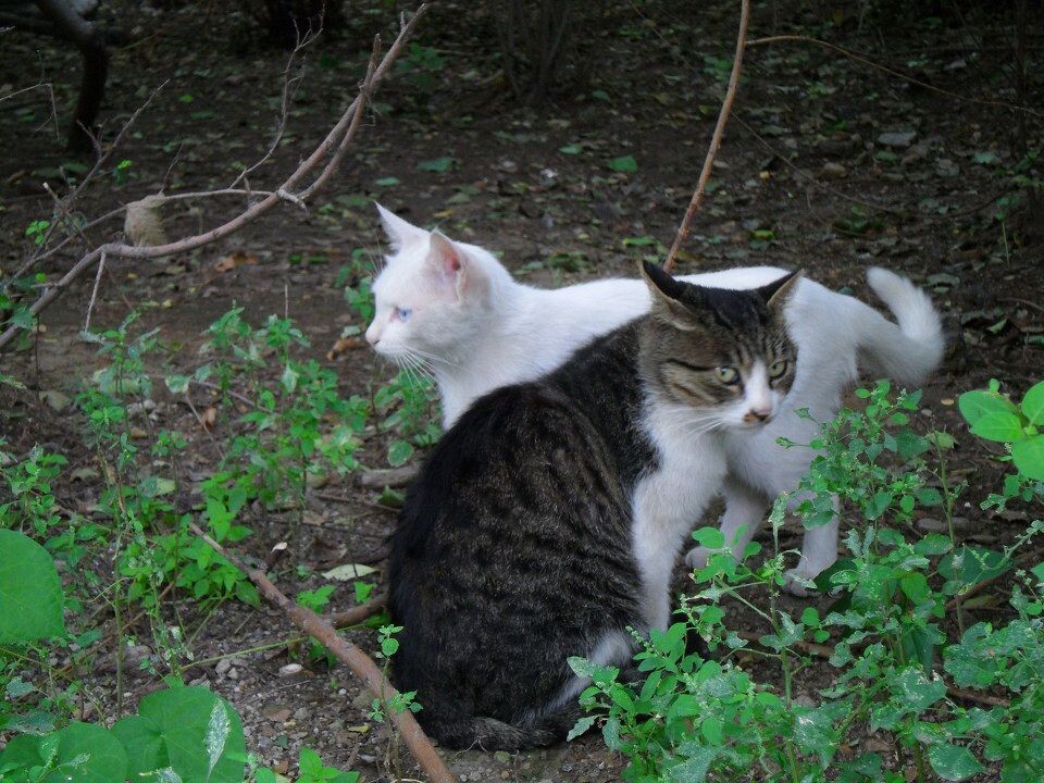 白夫人和猫大<br />
虽然长相很凶，但猫大是很粘人的@沈阳皇姑