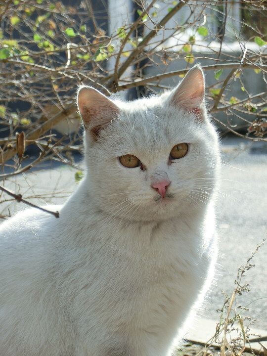 小可怜儿<br />
喜欢呼噜呼噜的小小流浪猫