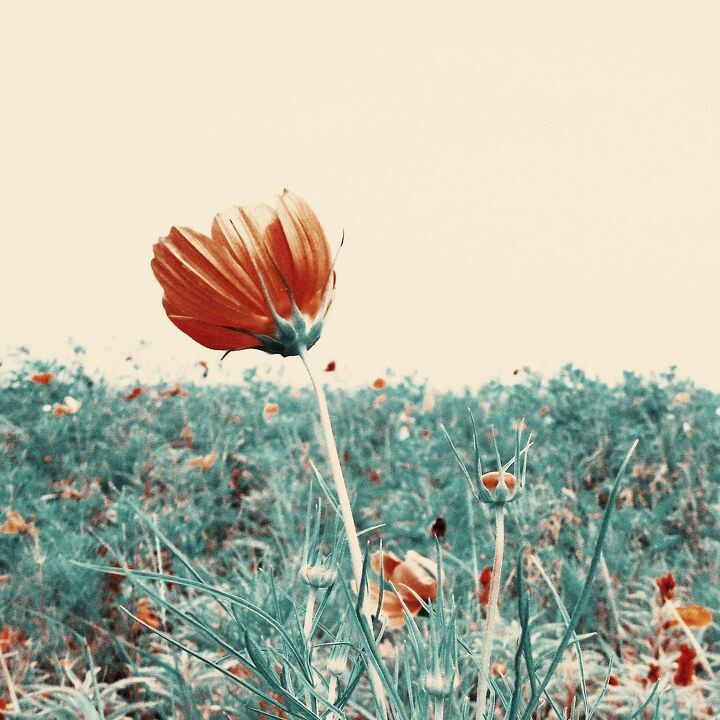 格桑花<br />
幸福之花（格桑花），简朴之美