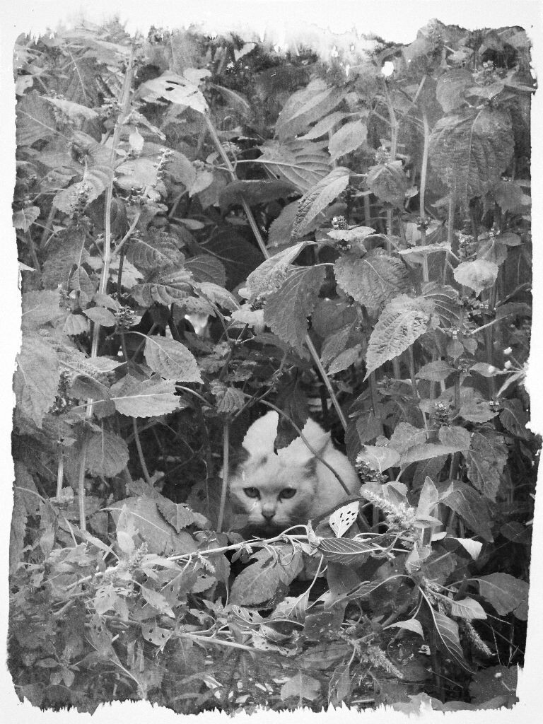 丛林小猛兽<br />
