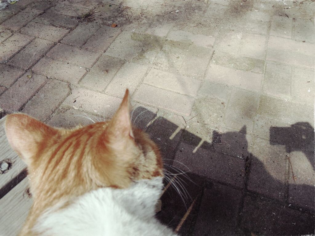 地上有只黑喵<br />
