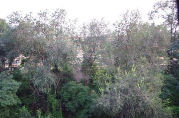IMGP0018.JPG