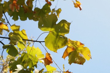 SX239544.jpg