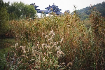 SX259754.jpg