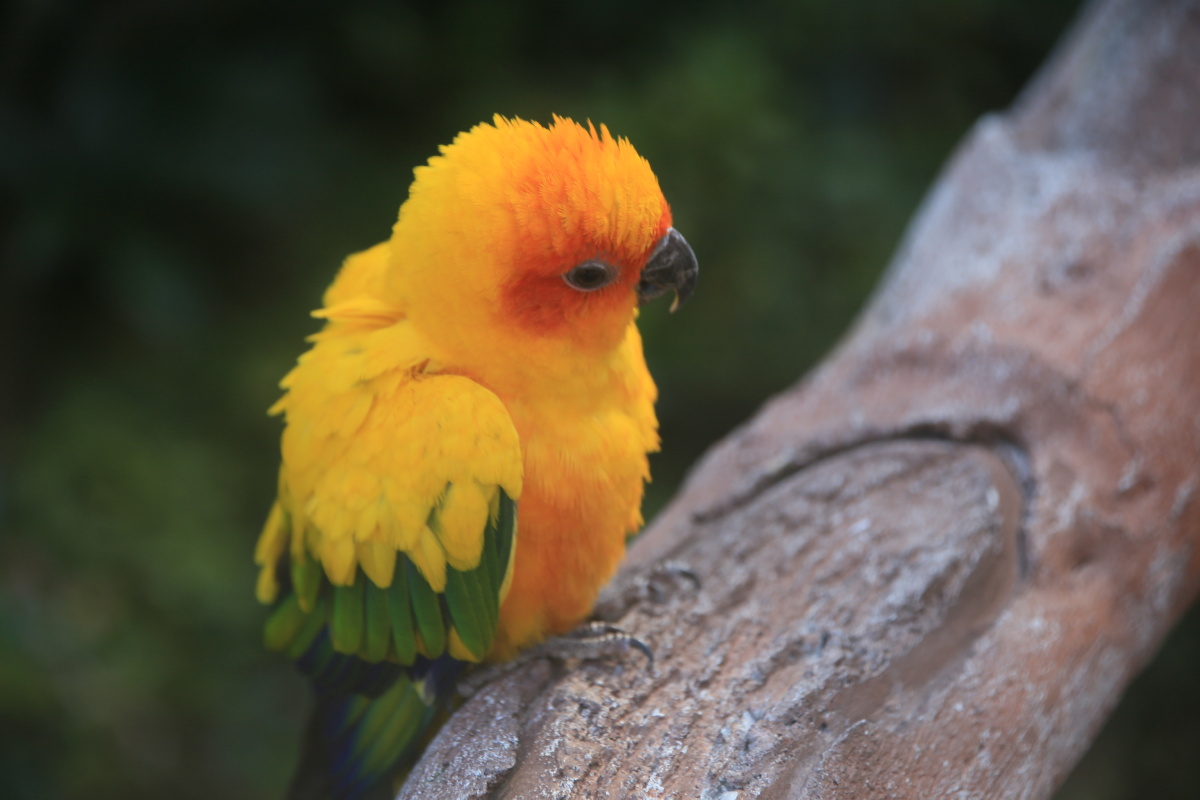 鹦鹉- 红云金顶 - 图虫