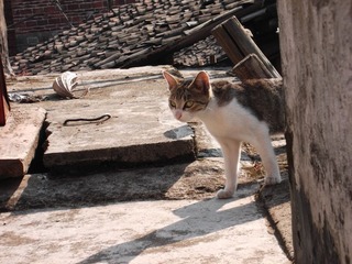 DSCF0738.JPG
