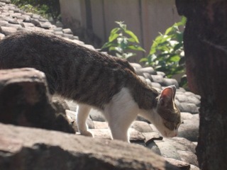 DSCF0745.JPG