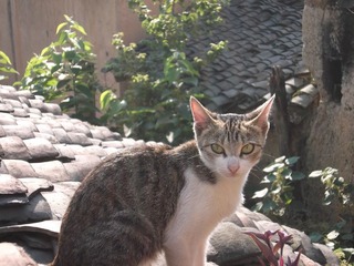 DSCF0746.JPG