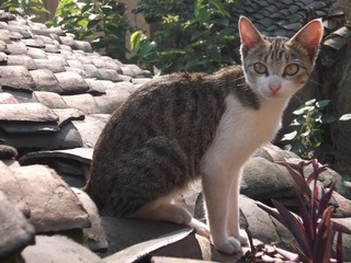 DSCF0747.JPG
