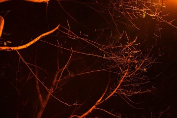 IMG_1118.jpg