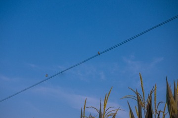 70823