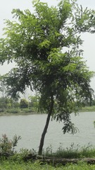 1546061