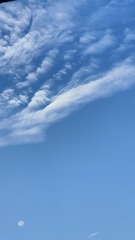 1000069517