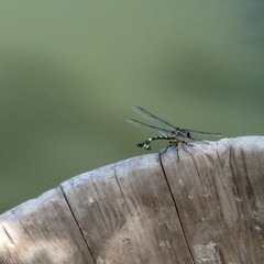 AF4D6EFB-DF96-49F4-8646-4DADA4EF4A37/L0/001