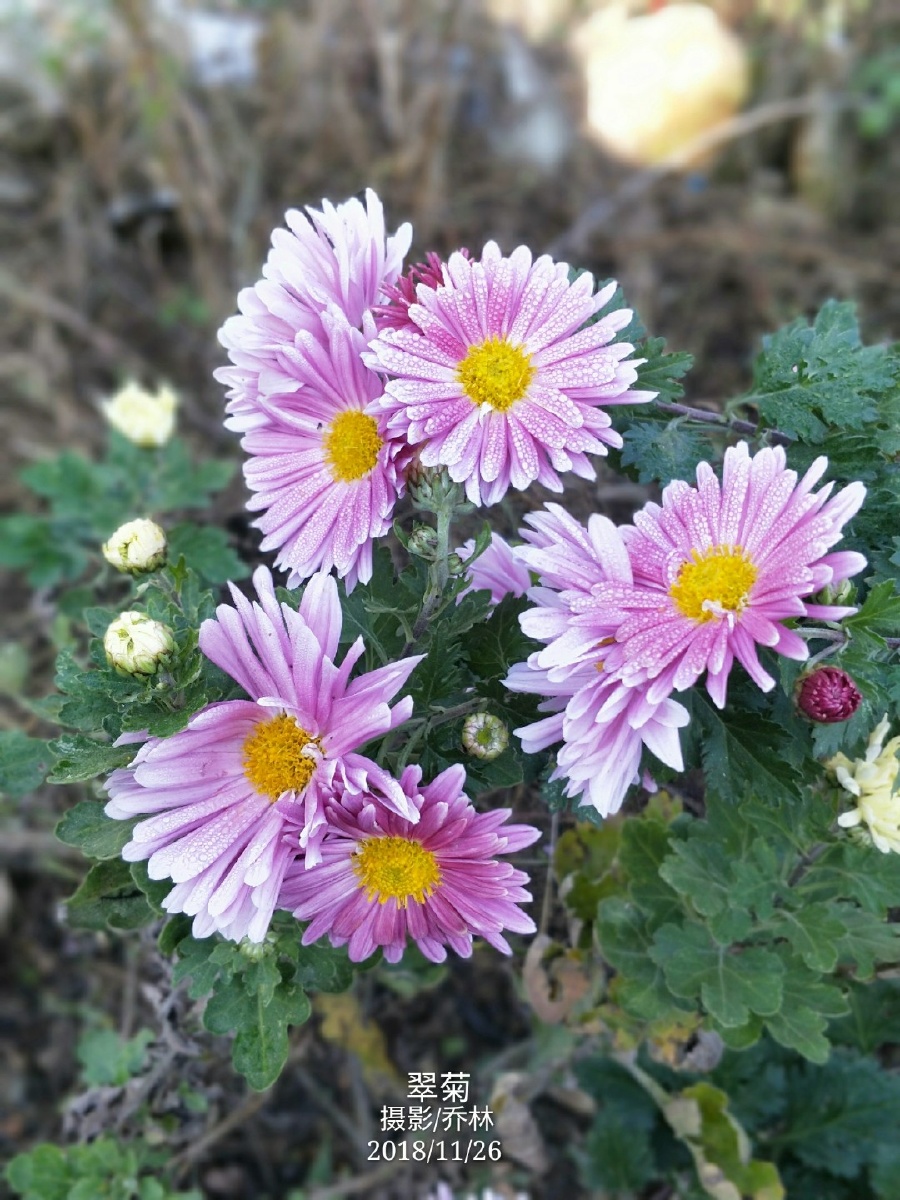 我的世界不能没有你