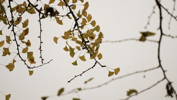 C5A33633-E389-4DB0-BA91-A5234B921439/L0/001