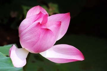 荷花 019a