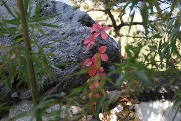 DSC06796.JPG