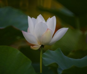 1000036843