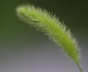 1000040452