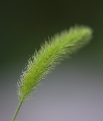 1000040450