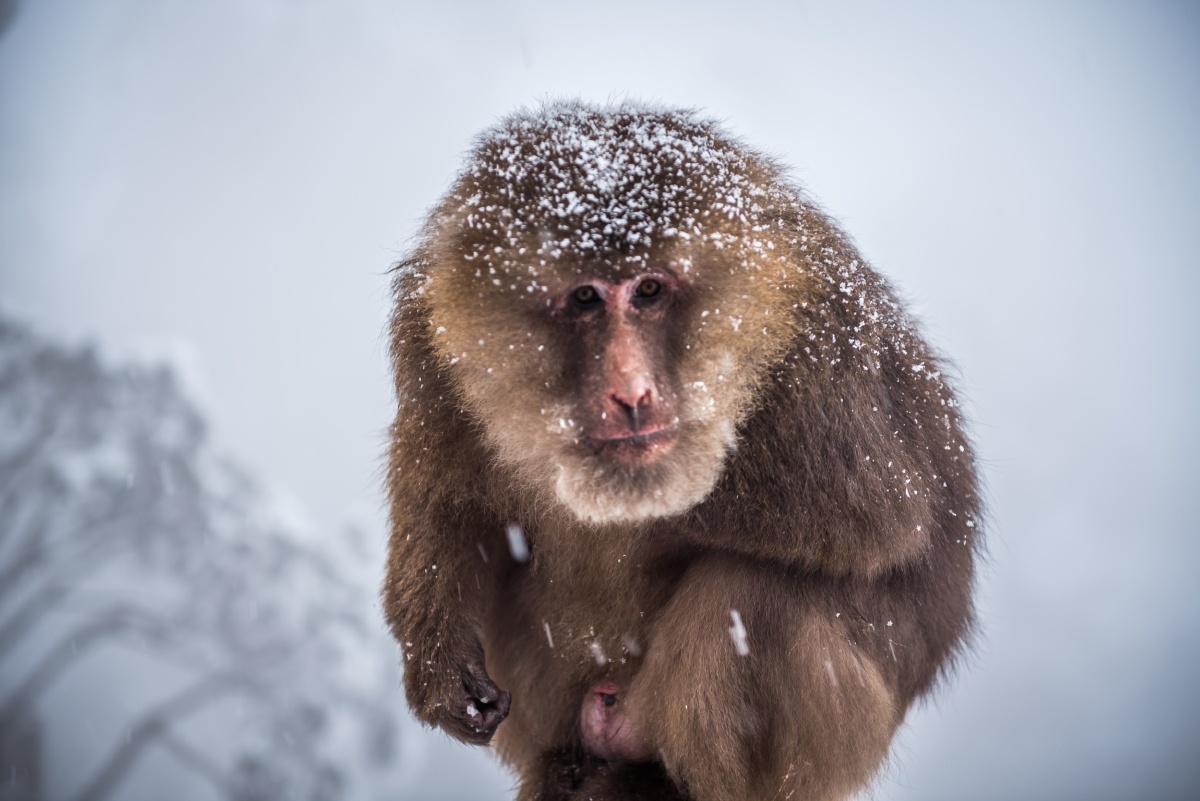 峨眉雪猴