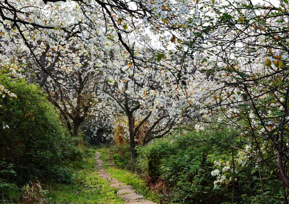 三多寨的梨花