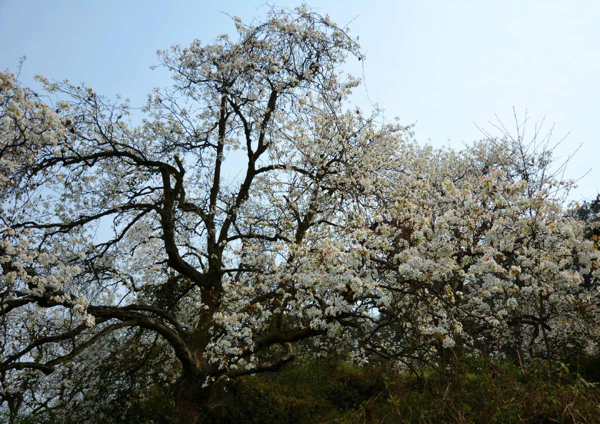 三多寨的梨花